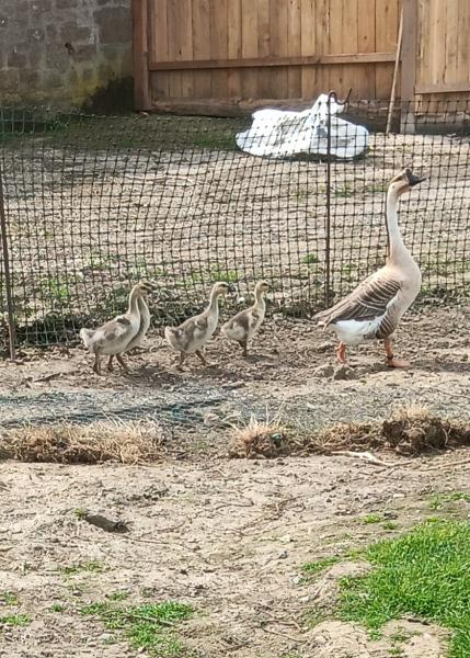 Oies de guinée - Animaux - FastAnnonces.fr : Les annonces gratuites et rapides