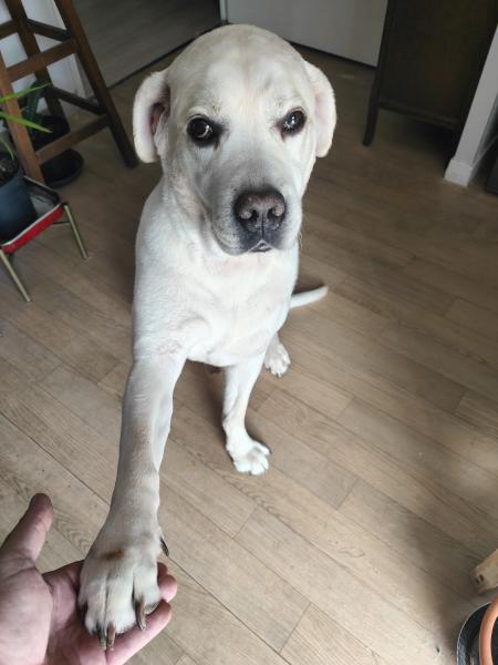 Donne chien labrador mâle contre bon soin - Labrador - FastAnnonces.fr : Les annonces gratuites et rapides